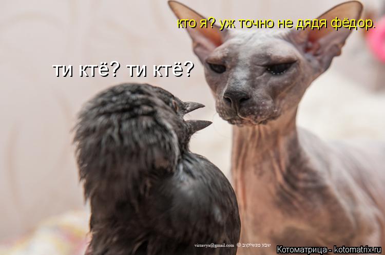 Котоматрица: ти ктё? ти ктё? кто я? уж точно не дядя фёдор.