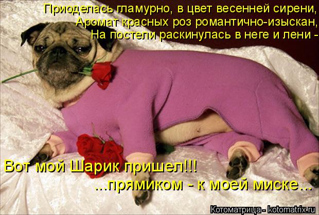 Приоделась гламурно, в цвет весенней сирени, Аромат красных роз романтично-изыскан, На постели раскин... Котоматрица: Приоделась гламурно, в цвет весенней сирени, Аромат красных роз романтично-изыскан, На постели раскинулась в неге и лени - Вот мой Шарик при