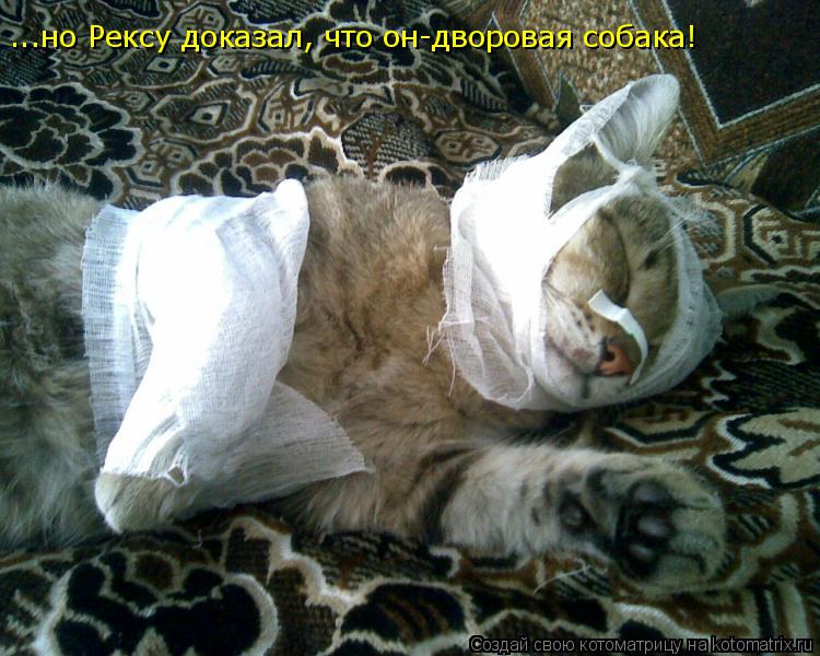 ...но Рексу доказал, что он-дворовая собака!... Котоматрица: ...но Рексу доказал, что он-дворовая собака!