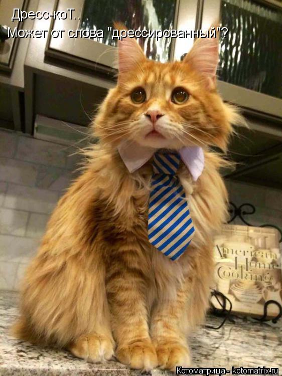 Дресс-коТ.. Дресс-коТ.. Может от слова "дрессированный"?... Котоматрица: Дресс-коТ.. Дресс-коТ.. Может от слова "дрессированный"?