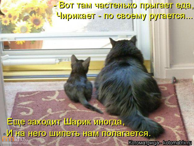 - Вот там частенько прыгает еда, Чирикает - по своему ругается... Еще заходит Шарик иногда, И на него... Котоматрица: - Вот там частенько прыгает еда, Чирикает - по своему ругается... Еще заходит Шарик иногда, И на него шипеть нам полагается.