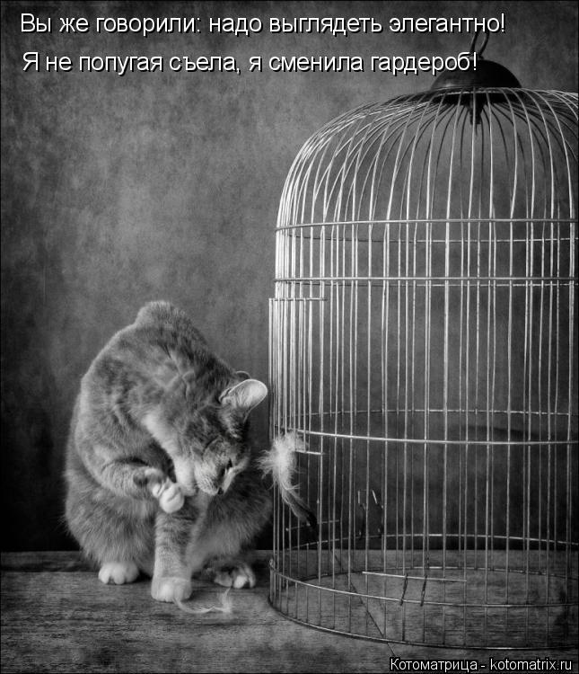 Вы же говорили: надо выглядеть элегантно! Я не попугая съела, я сменила гардероб!... Котоматрица: Вы же говорили: надо выглядеть элегантно! Я не попугая съела, я сменила гардероб!
