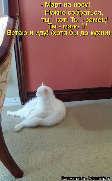 Котоматрица: - Март на носу!  Нужно собраться, ты - кот! Ты - самец!  Ты - мачо !!! Встаю и иду! (хотя бы до кухни)