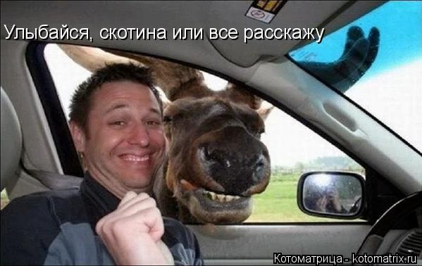 Улыбайся, скотина или все расскажу... Котоматрица: Улыбайся, скотина или все расскажу