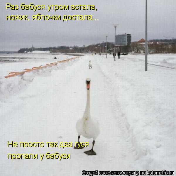 Котоматрица: Раз бабуся утром встала, ножик, яблочки достала... Не просто так два гуся пропали у бабуси