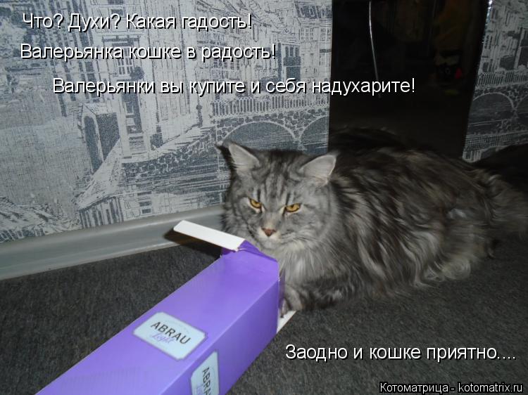 Что? Духи? Какая гадость! Валерьянка кошке в радость! Валерьянки вы купите и себя надухарите! Заодно ... Котоматрица: Что? Духи? Какая гадость! Валерьянка кошке в радость! Валерьянки вы купите и себя надухарите! Заодно и кошке приятно....