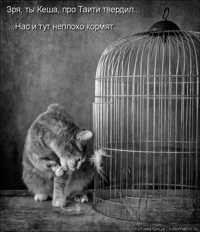 Зря, ты Кеша, про Таити твердил... ...Нас и тут неплохо кормят...... Котоматрица: Зря, ты Кеша, про Таити твердил... ...Нас и тут неплохо кормят...