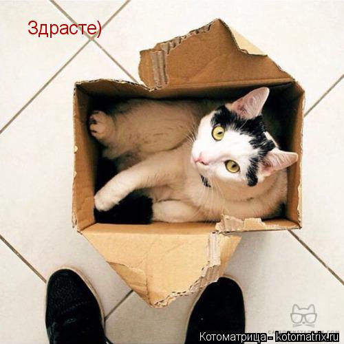 Здрасте)... Котоматрица: Здрасте)
