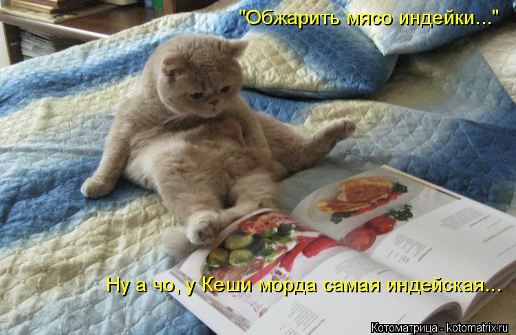 "Обжарить мясо индейки..." Ну а чо, у Кеши морда самая индейская...... Котоматрица: "Обжарить мясо индейки..." Ну а чо, у Кеши морда самая индейская...