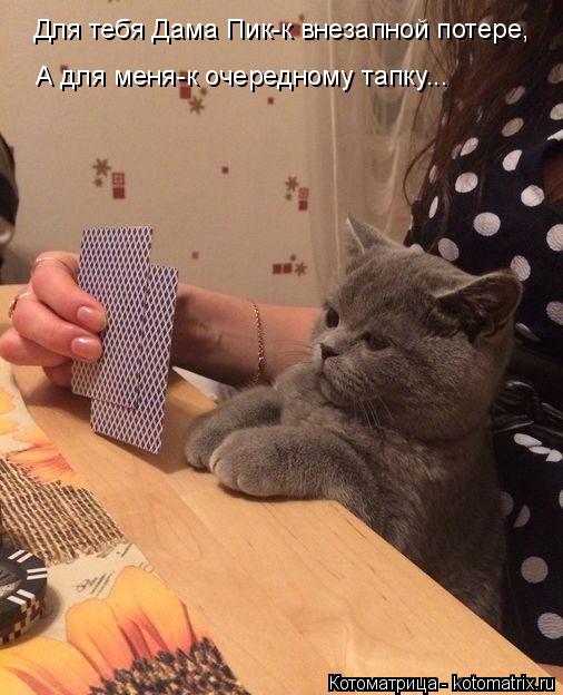 Котоматрица: Для тебя Дама Пик-к внезапной потере, А для меня-к очередному тапку...