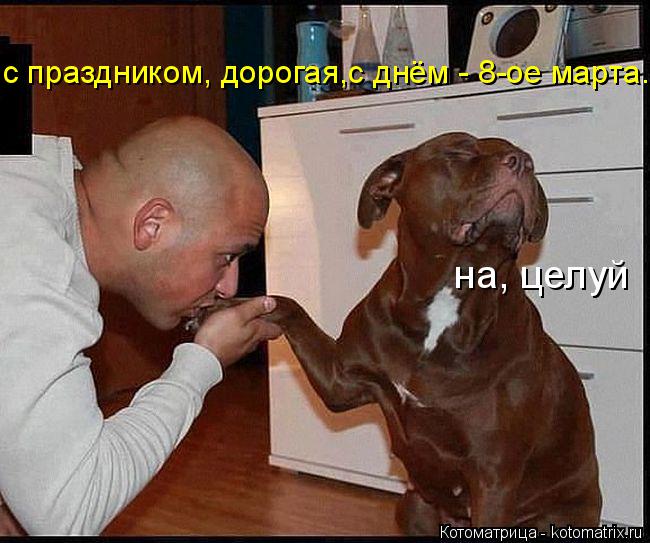 с праздником, дорогая,с днём - 8-ое марта. на, целуй... Котоматрица: с праздником, дорогая,с днём - 8-ое марта. на, целуй