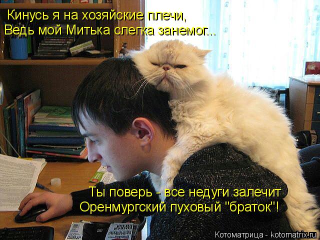 Ты поверь - все недуги залечит Оренмургский пуховый "браток"! Кинусь я на хозяйские плечи, Ведь мой М... Котоматрица: Ты поверь - все недуги залечит Оренмургский пуховый "браток"! Кинусь я на хозяйские плечи, Ведь мой Митька слегка занемог...