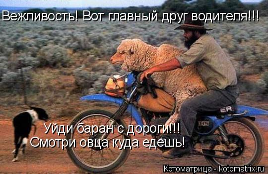 Смотри овца куда едешь! Вежливость! Вот главный друг водителя!!! Уйди баран с дороги!!!... Котоматрица: Смотри овца куда едешь! Вежливость! Вот главный друг водителя!!! Уйди баран с дороги!!!
