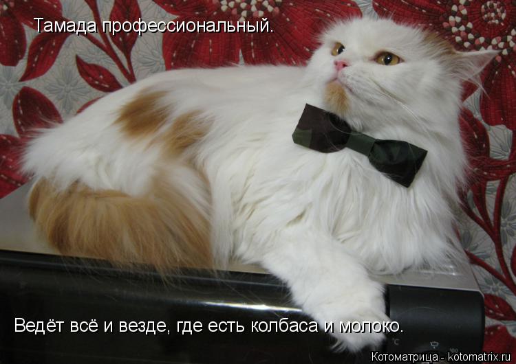 Тамада профессиональный. Ведёт всё и везде, где есть колбаса и молоко.... Котоматрица: Тамада профессиональный. Ведёт всё и везде, где есть колбаса и молоко.