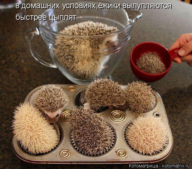 в домашних условиях,ёжики вылупляются быстрее цыплят... Котоматрица: в домашних условиях,ёжики вылупляются быстрее цыплят
