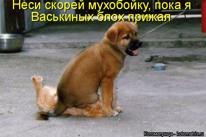 Неси скорей мухобойку, пока я Васькиных блох прижал... Котоматрица: Неси скорей мухобойку, пока я Васькиных блох прижал