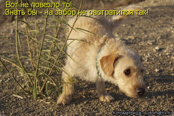 Котоматрица: Вот не повезло-то! Знать бы - на забор не растратился так!