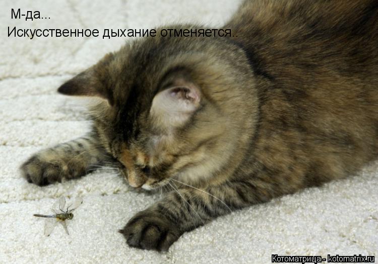 М-да... Искусственное дыхание отменяется..... Котоматрица: М-да... Искусственное дыхание отменяется..