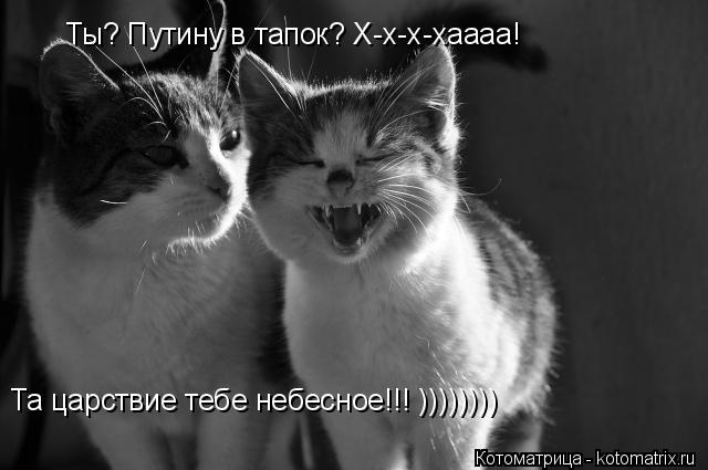 Котоматрица: Ты? Путину в тапок? Х-х-х-хаааа! Та царствие тебе небесное!!! ))))))))