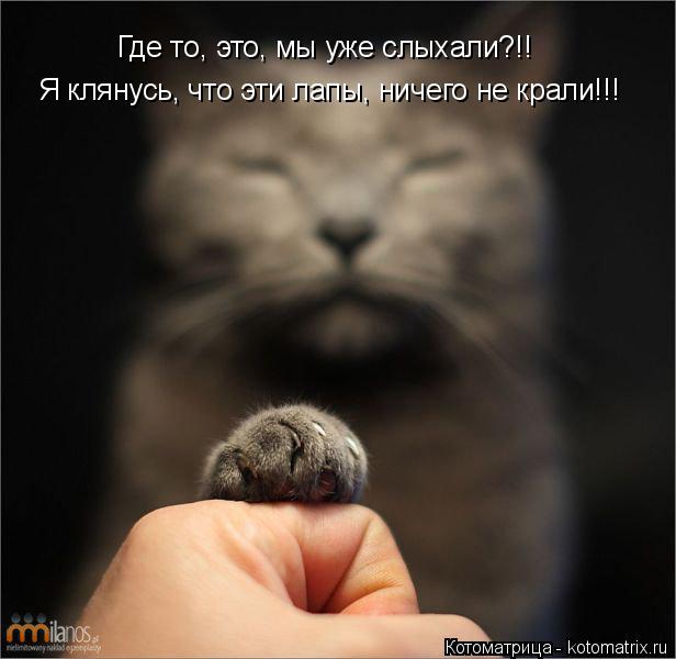Где то, это, мы уже слыхали?!! Я клянусь, что эти лапы, ничего не крали!!!... Котоматрица: Где то, это, мы уже слыхали?!! Я клянусь, что эти лапы, ничего не крали!!!