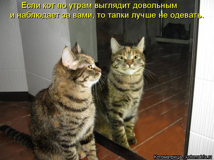 Если кот по утрам выглядит довольным и наблюдает за вами, то тапки лучше не одевать.... Котоматрица: Если кот по утрам выглядит довольным и наблюдает за вами, то тапки лучше не одевать.