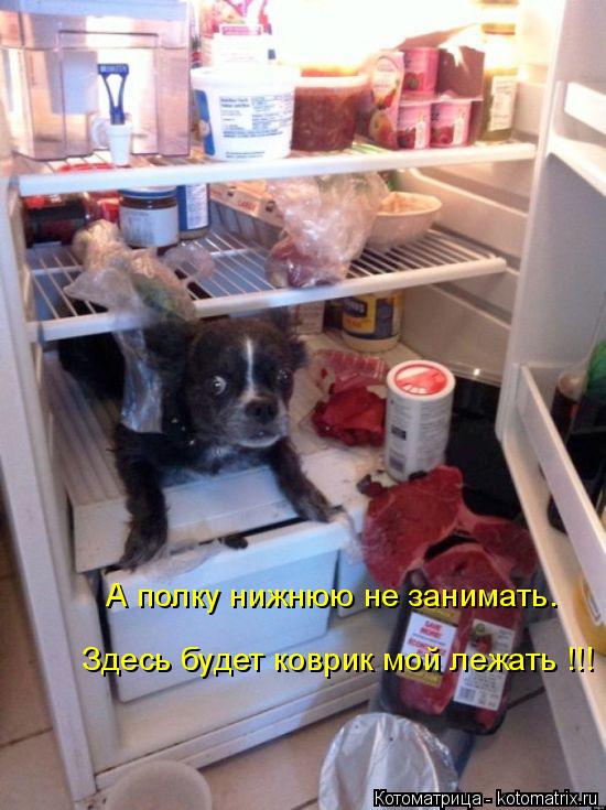 Здесь будет коврик мой лежать !!! А полку нижнюю не занимать.... Котоматрица: Здесь будет коврик мой лежать !!! А полку нижнюю не занимать.
