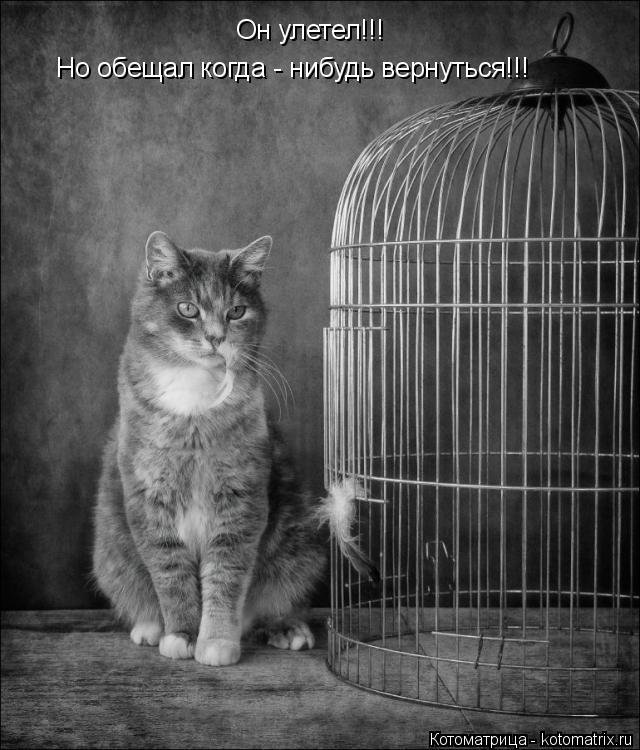 Котоматрица: Он улетел!!! Но обещал когда - нибудь вернуться!!!