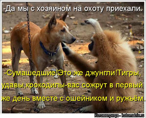 -Да мы с хозяином на охоту приехали. -Сумашедшие!Это же джунгли!Тигры, удавы,крокодилы-вас сожрут в п... Котоматрица: -Да мы с хозяином на охоту приехали. -Сумашедшие!Это же джунгли!Тигры, удавы,крокодилы-вас сожрут в первый же день вместе с ошейником и ружьё