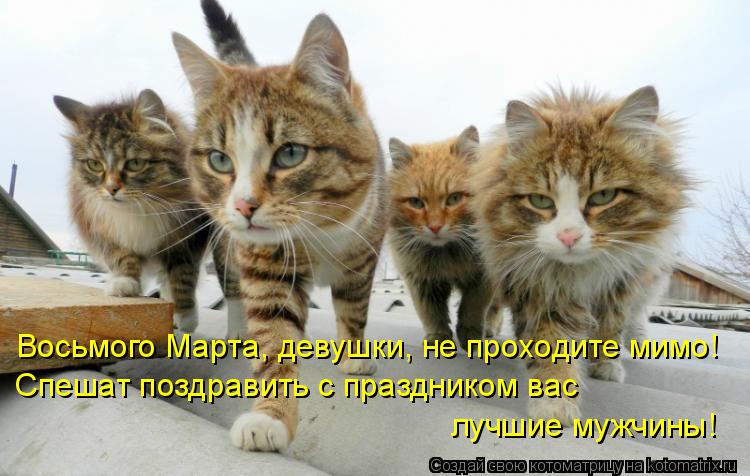 Восьмого Марта, девушки, не проходите мимо! Спешат поздравить с праздником вас лучшие мужчины!... Котоматрица: Восьмого Марта, девушки, не проходите мимо! Спешат поздравить с праздником вас лучшие мужчины!
