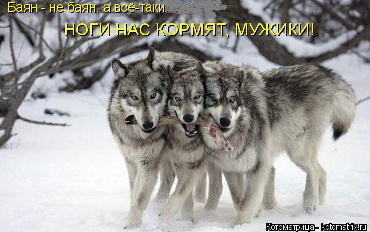 Котоматрица: Баян - не баян, а всё-таки НОГИ НАС КОРМЯТ, МУЖИКИ!
