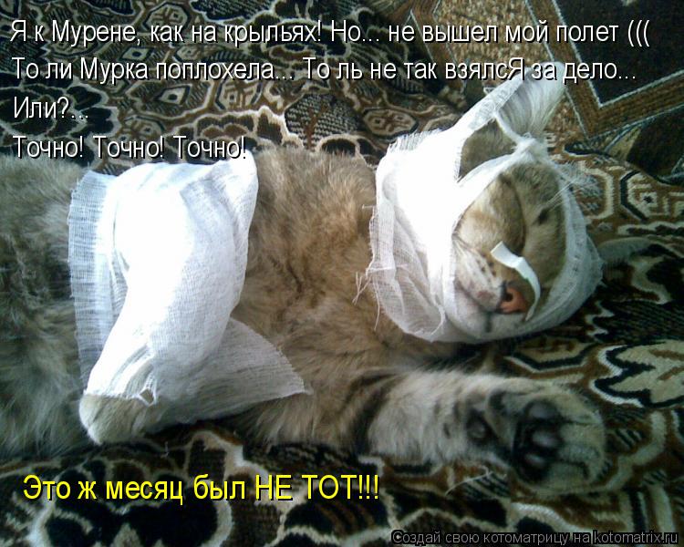 Я к Мурене, как на крыльях! Но... не вышел мой полет ((( То ли Мурка поплохела... То ль не так взялсЯ... Котоматрица: Я к Мурене, как на крыльях! Но... не вышел мой полет ((( То ли Мурка поплохела... То ль не так взялсЯ за дело... Или?... Точно! Точно! Точно! Это ж меся