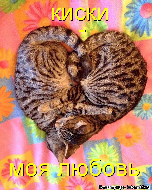 киски - моя любовь... Котоматрица: киски - моя любовь