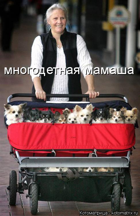 многодетная мамаша... Котоматрица: многодетная мамаша