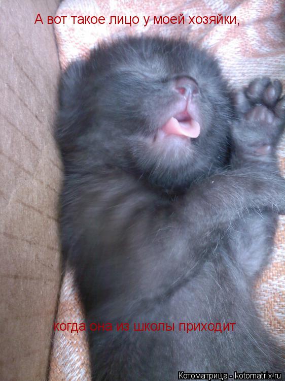 А вот такое лицо у моей хозяйки, когда она из школы приходит... Котоматрица: А вот такое лицо у моей хозяйки, когда она из школы приходит