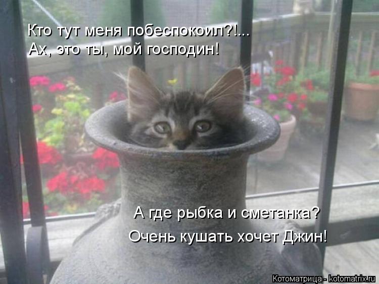 Кто тут меня побеспокоил?!... Ах, это ты, мой господин! А где рыбка и сметанка? Очень кушать хочет Дж... Котоматрица: Кто тут меня побеспокоил?!... Ах, это ты, мой господин! А где рыбка и сметанка? Очень кушать хочет Джин!