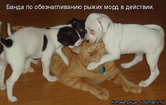 Банда по обезнагливанию рыжих морд в действии.... Котоматрица: Банда по обезнагливанию рыжих морд в действии.