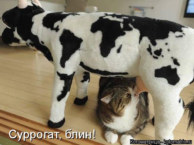 Суррогат, блин!... Котоматрица: Суррогат, блин!