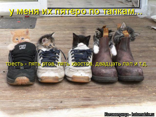 у меня их пятеро по тапкам... тоесть - пять ртов, пять хвостов, двадцать лап и т.д.... Котоматрица: у меня их пятеро по тапкам... тоесть - пять ртов, пять хвостов, двадцать лап и т.д.