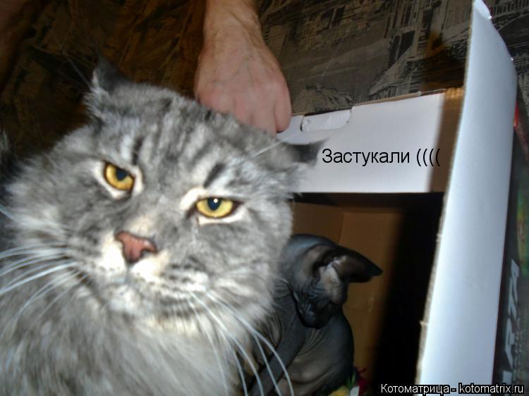 Застукали ((((... Котоматрица: Застукали ((((