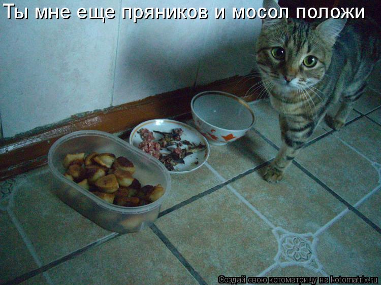 Ты мне еще пряников и мосол положи... Котоматрица: Ты мне еще пряников и мосол положи