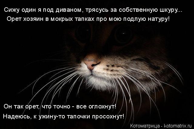 Сижу один я под диваном, трясусь за собственную шкуру... Орет хозяин в мокрых тапках про мою подлую н... Котоматрица: Сижу один я под диваном, трясусь за собственную шкуру... Орет хозяин в мокрых тапках про мою подлую натуру! Он так орет, что точно - все оглохн