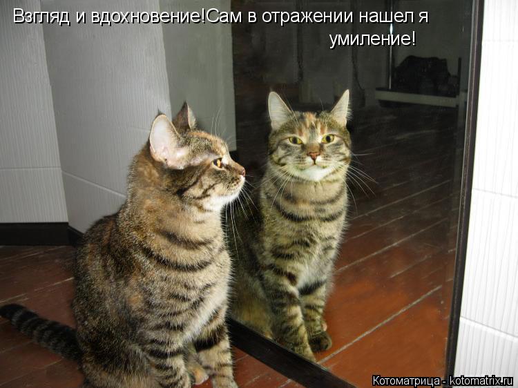 Взгляд и вдохновение!Сам в отражении нашел я умиление!... Котоматрица: Взгляд и вдохновение!Сам в отражении нашел я умиление!