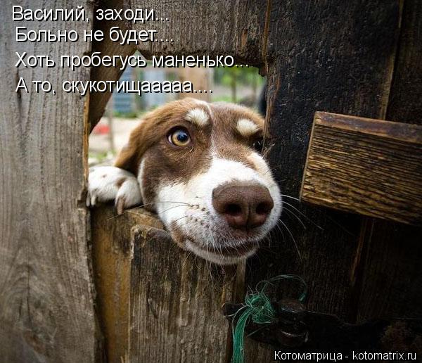 Котоматрица: Василий, заходи... Больно не будет.... Хоть пробегусь маненько... А то, скукотищааааа....