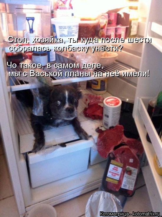Стоп, хозяйка, ты куда после шести собралась колбаску унести? мы с Васькой планы на неё имели! Чо так... Котоматрица: Стоп, хозяйка, ты куда после шести собралась колбаску унести? мы с Васькой планы на неё имели! Чо такое, в самом деле,