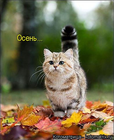 Осень...... Котоматрица: Осень...