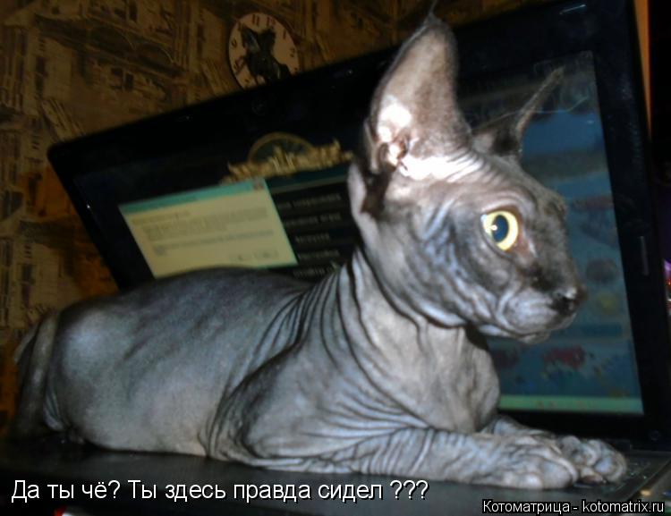Да ты чё? Ты здесь правда сидел ???... Котоматрица: Да ты чё? Ты здесь правда сидел ???