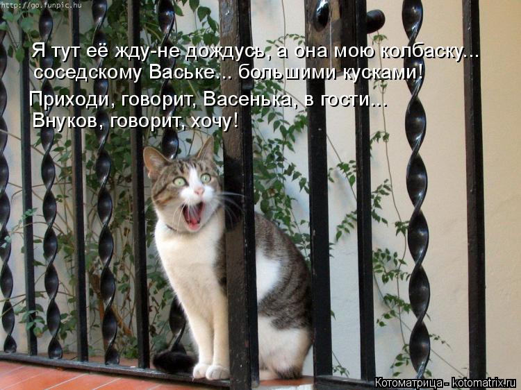 Я тут её жду-не дождусь, а она мою колбаску... соседскому Ваське... большими кусками! Внуков, говори... Котоматрица: Я тут её жду-не дождусь, а она мою колбаску... соседскому Ваське... большими кусками! Внуков, говорит, хочу! Приходи, говорит, Васенька, в гости.