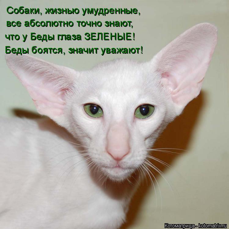 Собаки, жизнью умудренные, все абсолютно точно знают, что у Беды глаза ЗЕЛЕНЫЕ! Беды боятся, значит у... Котоматрица: Собаки, жизнью умудренные, все абсолютно точно знают, что у Беды глаза ЗЕЛЕНЫЕ! Беды боятся, значит уважают!