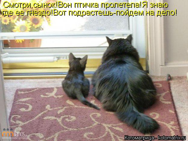 Смотри,сынок!Вон птичка пролетела!Я знаю где ее гнездо!Вот подрастешь-пойдем на дело!... Котоматрица: Смотри,сынок!Вон птичка пролетела!Я знаю где ее гнездо!Вот подрастешь-пойдем на дело!