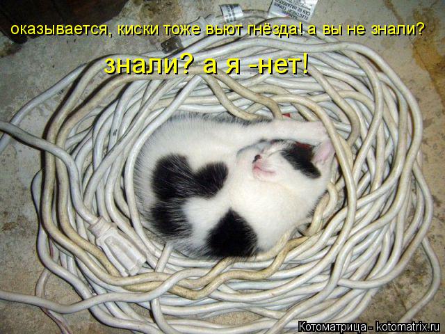 оказывается, киски тоже вьют гнёзда! а вы не знали? знали? а я -нет!... Котоматрица: оказывается, киски тоже вьют гнёзда! а вы не знали? знали? а я -нет!